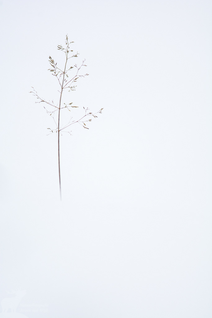 Bochtige smele (Deschampsia flexuosa) in de sneeuw 