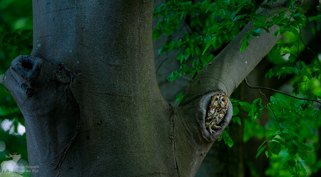 Bosuil (Strix aluco)