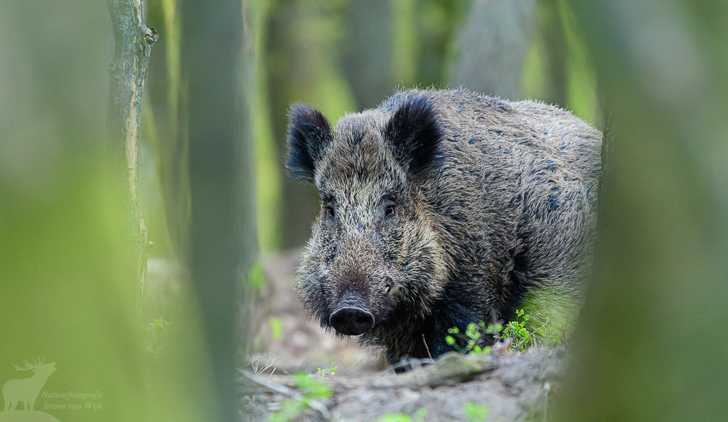 Wild zwijn (Sus scrofa)