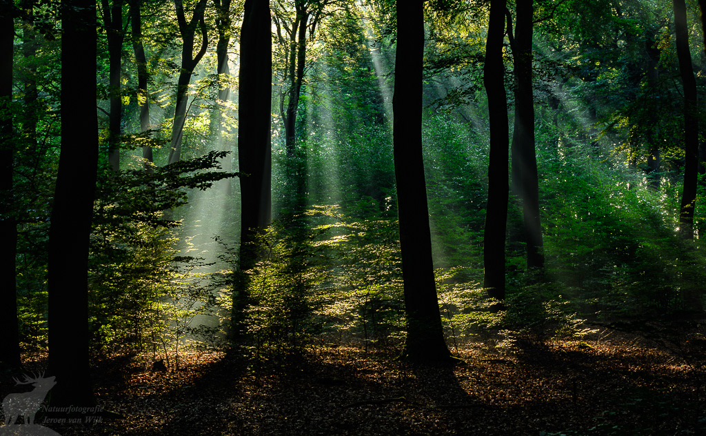 Zonneharpen in een beukenbos