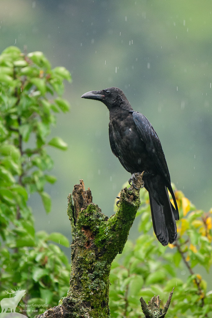 Dikbekkraai (Corvus macrorhynchos)