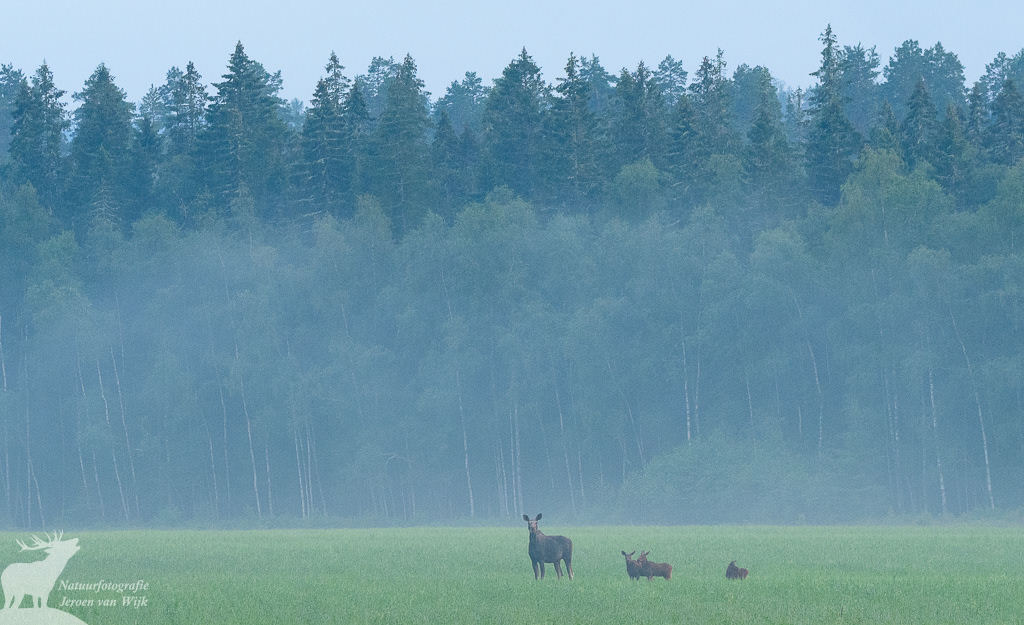 Eland (Alces alces) met 3 kalveren, Midden-Zweden, 2021.