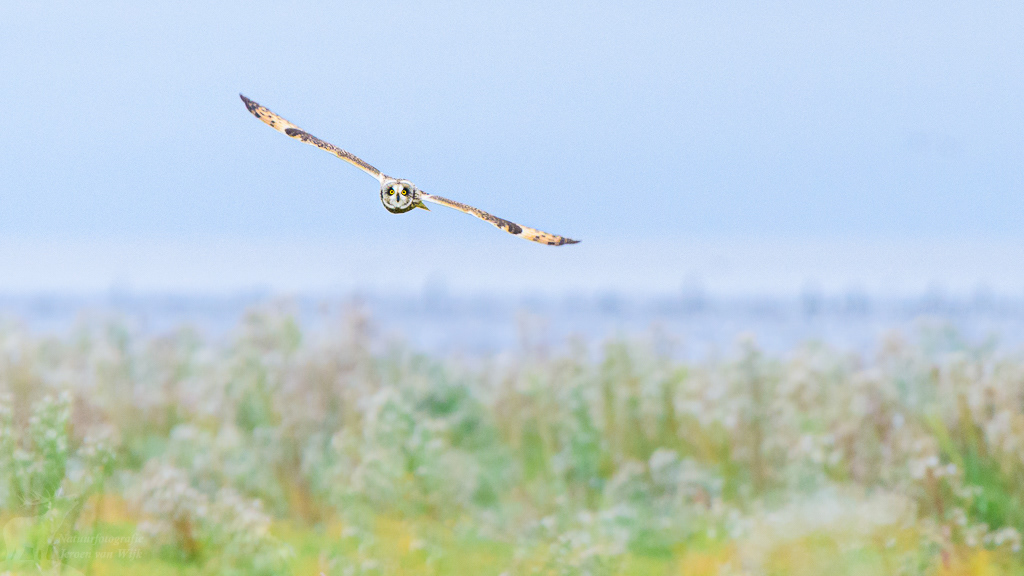Velduil (Asio flammeus)