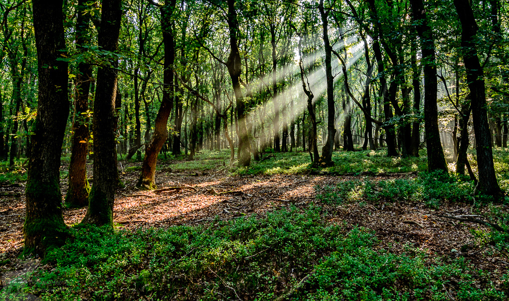 Zonneharpen in een eikenbos