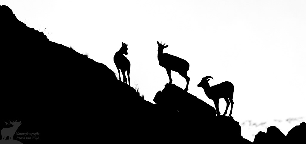 Ladakh oerial (Ovis orientalis vignei). Leh, mei 2019.