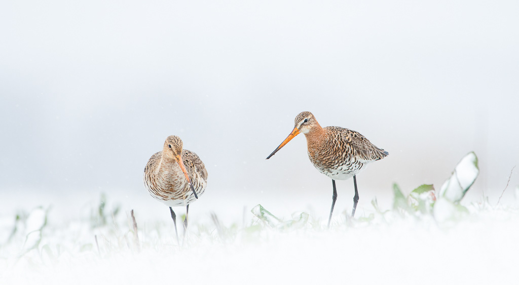 Grutto (Limosa limosa)