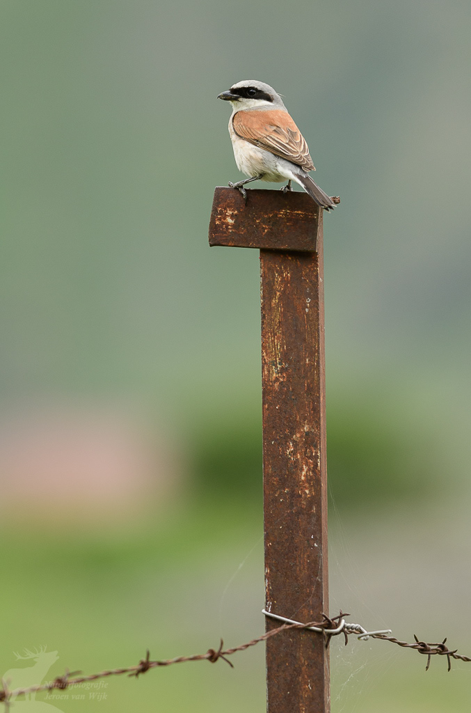 Grauwe klauwier (Lanius collurio)