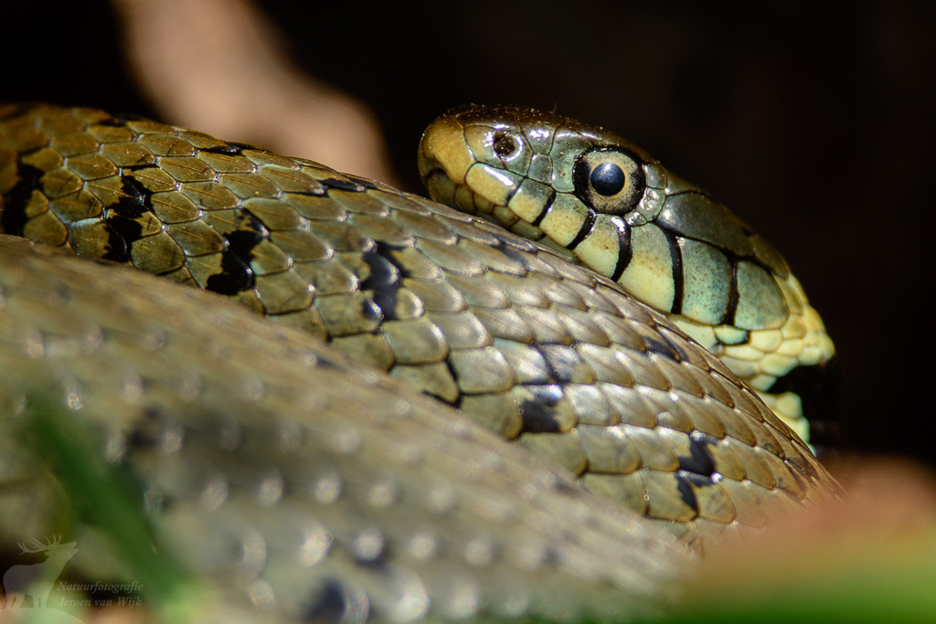 Ringslang (Natrix natrix)