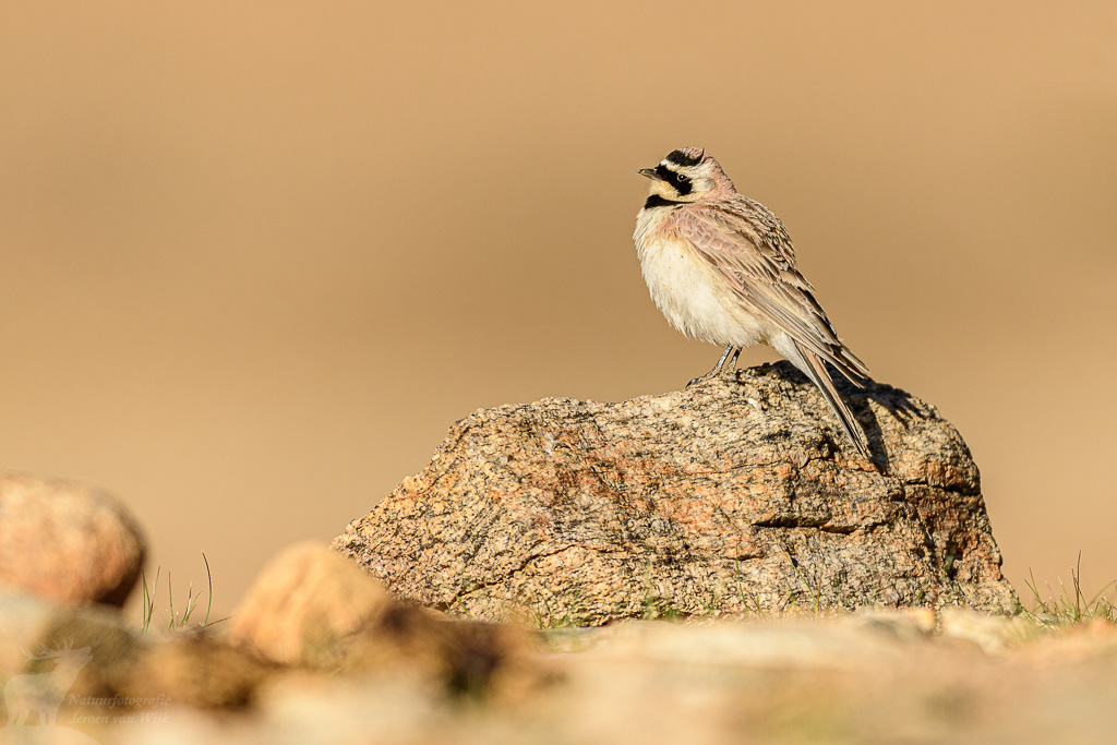 Strandleeuwerik (Eremophila alpestris). Tso Kar Lake, juni 2019.
