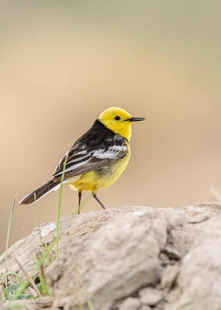 Citroenkwikstaart(Motacilla citreola). Choglamsar, juni 2019.
