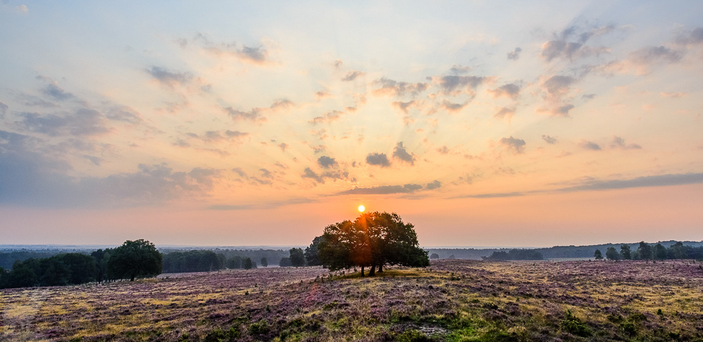 Opkomende zon boven vrijstaande eiken