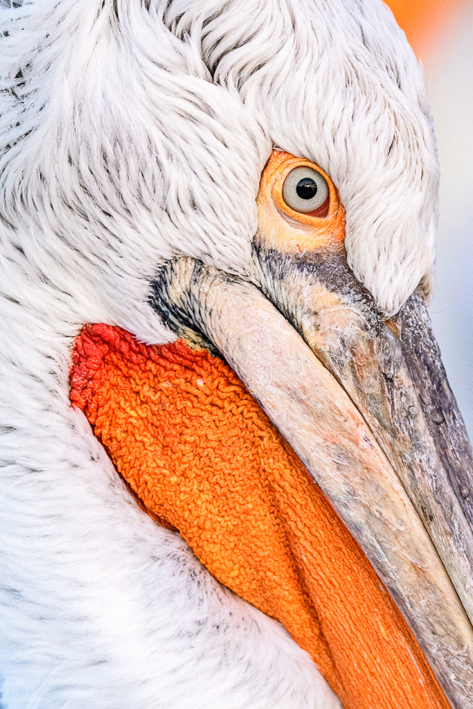 Kroeskoppelikaan (Pelecanus crispus), Kerkini Lake, Griekenland