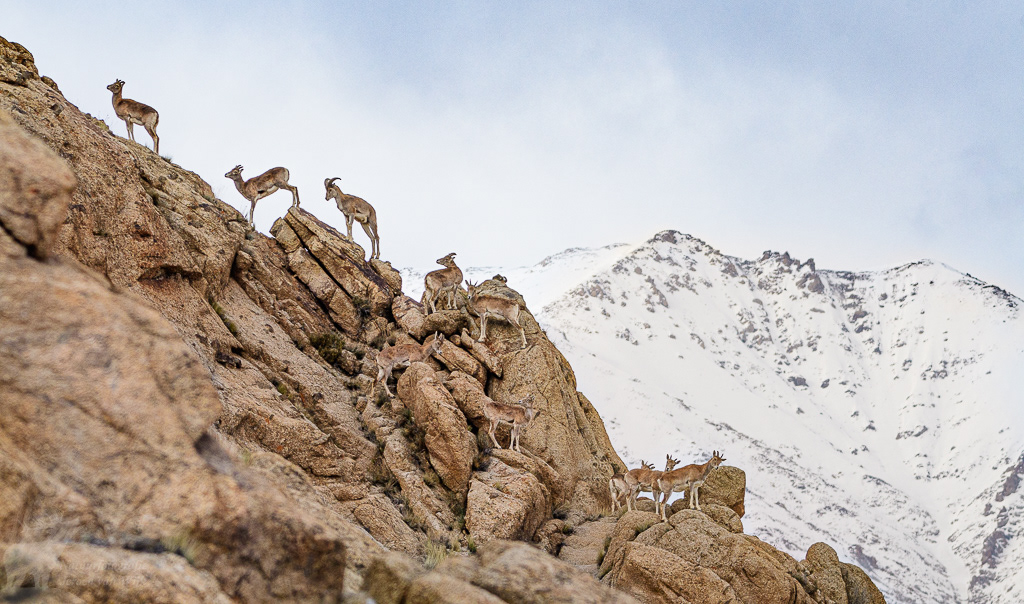 Ladakh oerial (Ovis orientalis vignei). Leh, mei 2019.
