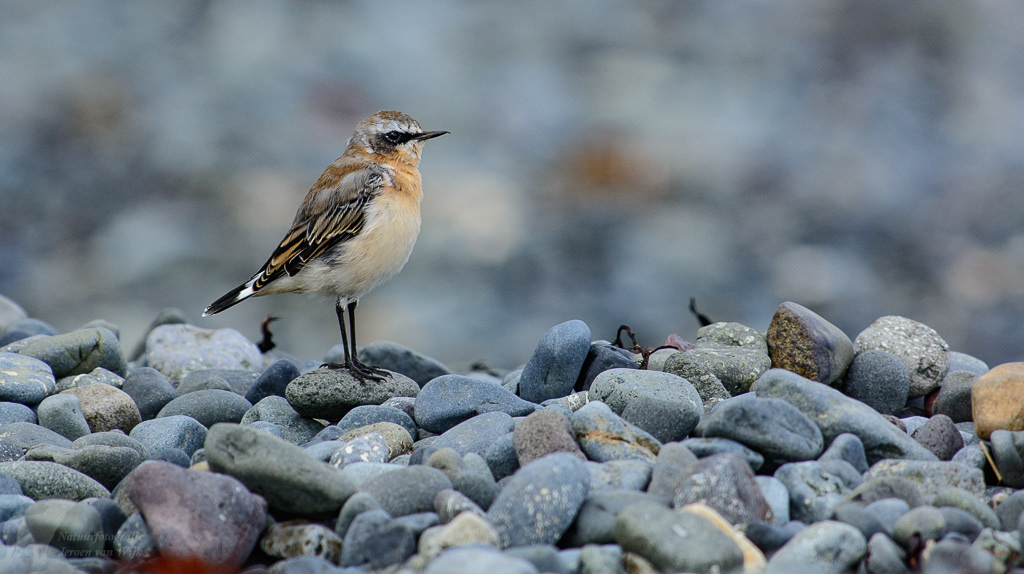 Tapuit (Oenanthe oenanthe)