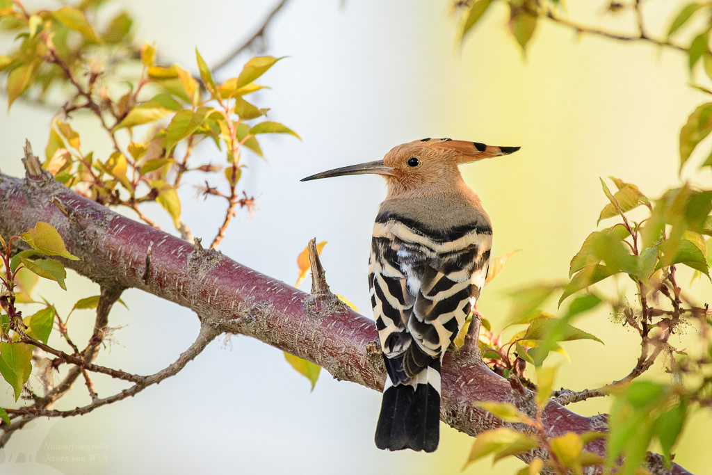 Hop; (Upupa epops). Leh, mei 2019.