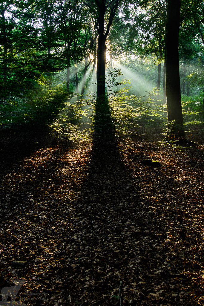 Zonneharpen in een beukenbos