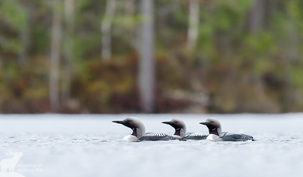Parelduikers (Gavia arctica)