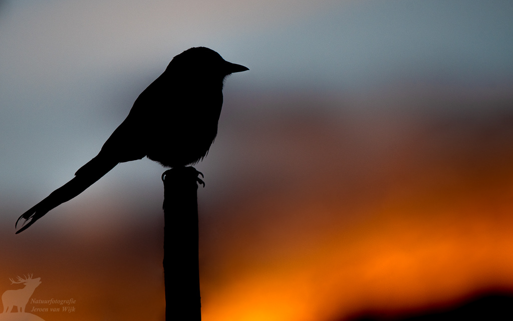 Ekster (Pica pica). Leh, mei 2019.