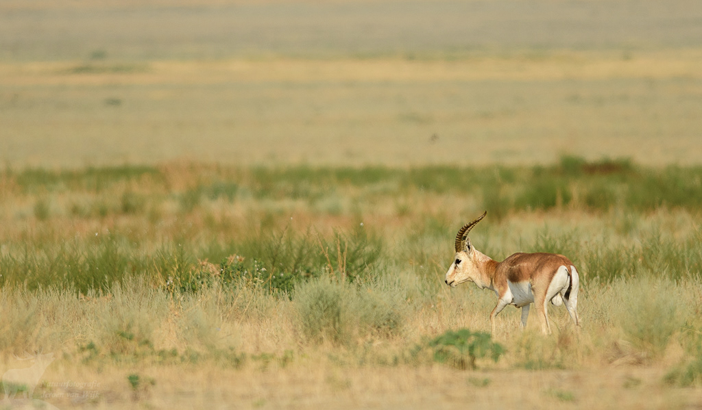 Kropgazelle (Gazella subgutturosa)