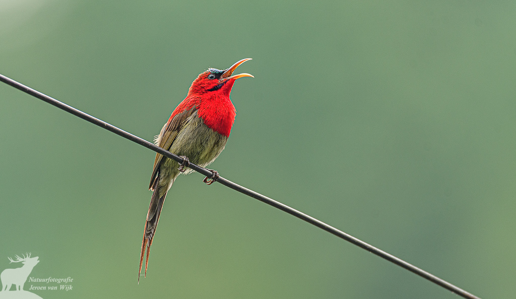 Geelrughoningzuiger (Aethopyga siparaja)