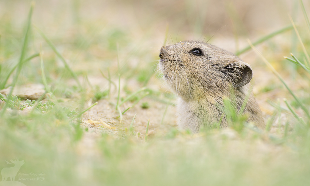Stolička's mountain vole (Alticola stoliczkanus). Changthang Cold Desert Wildlife Sanctuary, juli 2019.