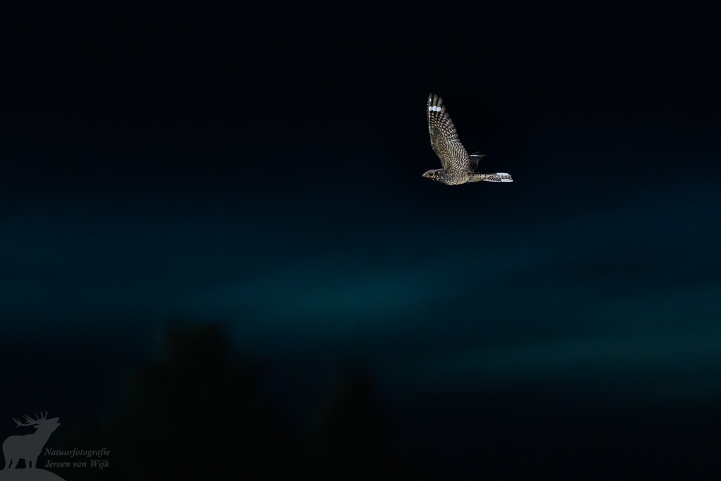 Nachtzwaluw (Caprimulgus europaeus)