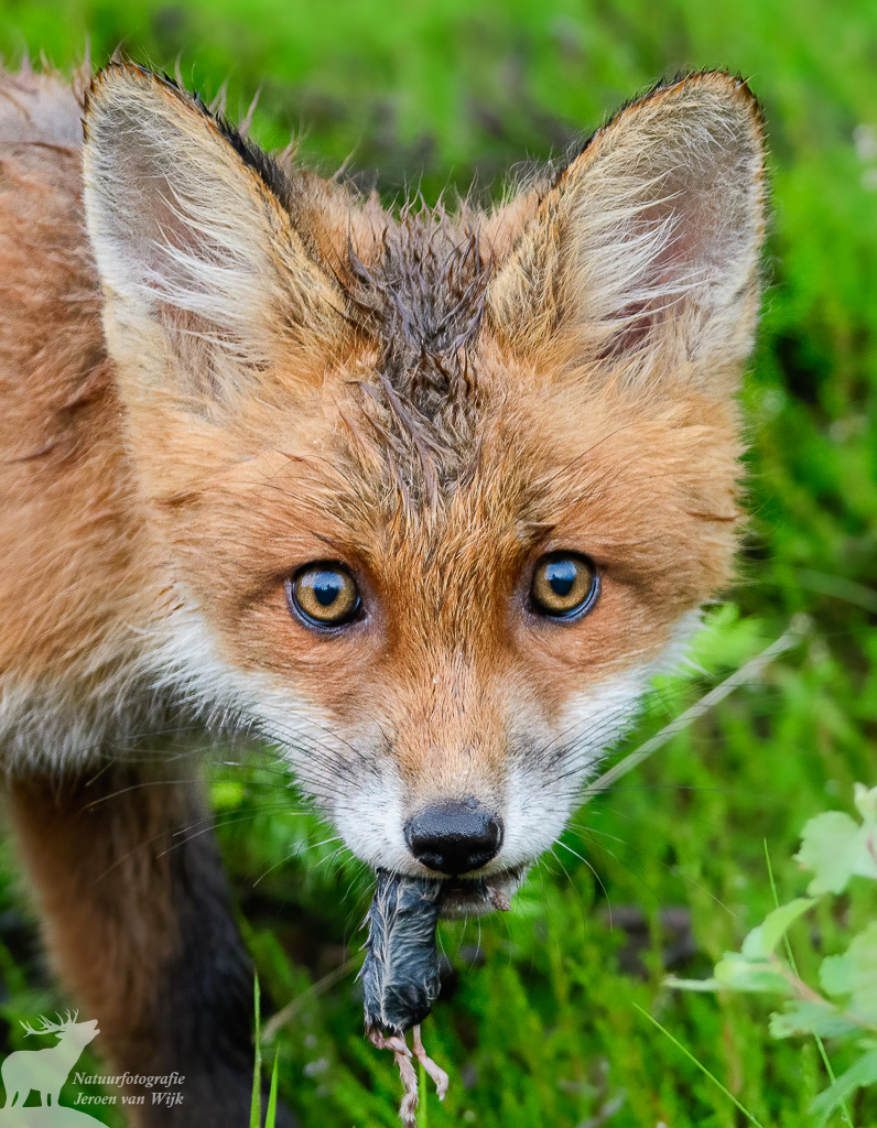Vos (Vulpes vulpes), Zweden, 2021.