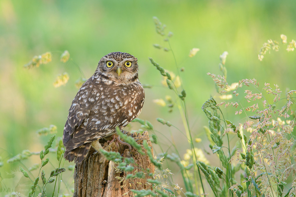 Steenuil (Athene noctua)