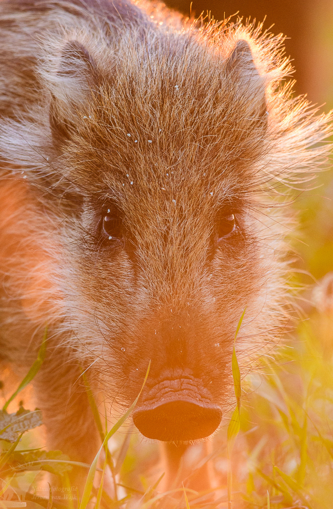 Wild zwijn (Sus scrofa)