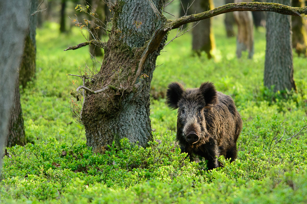 Wild zwijn (Sus scrofa)