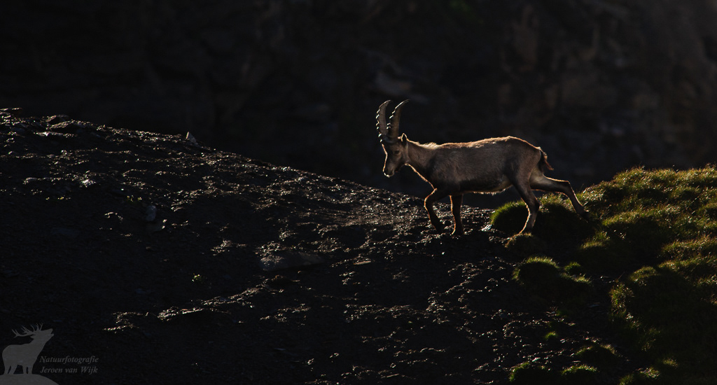 Alpensteenbok (Capra ibex)