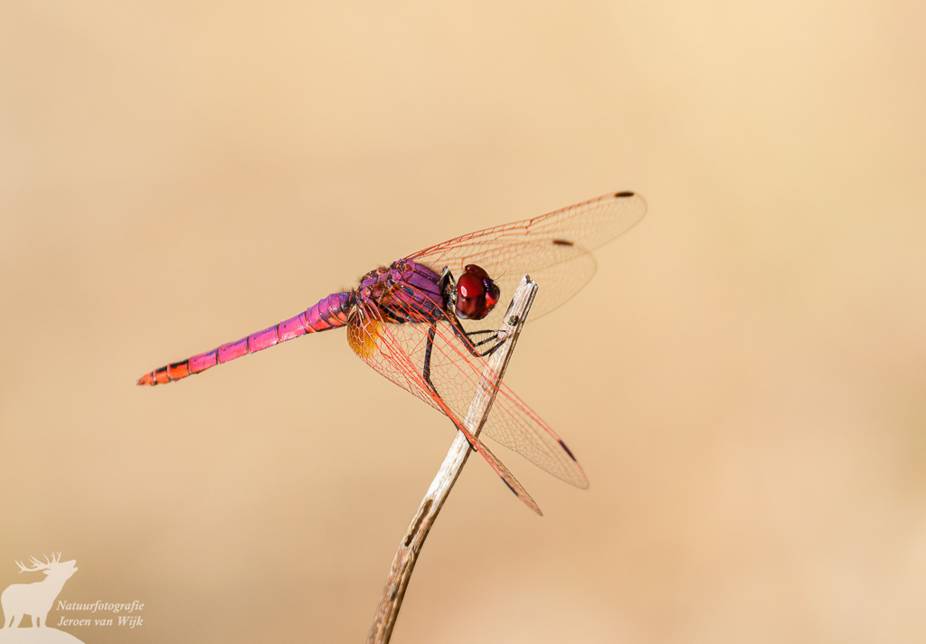 Purperlibel (Trithemis annulata), Nationaal park Monfragüe