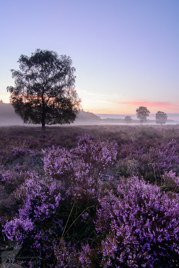 Berk op de bloeiende heide tijdens zonsopkomst