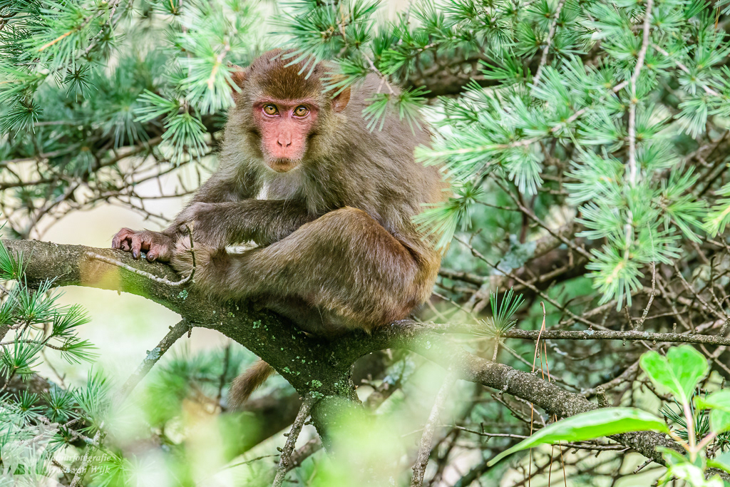 Resusaap (Macaca mulatta)