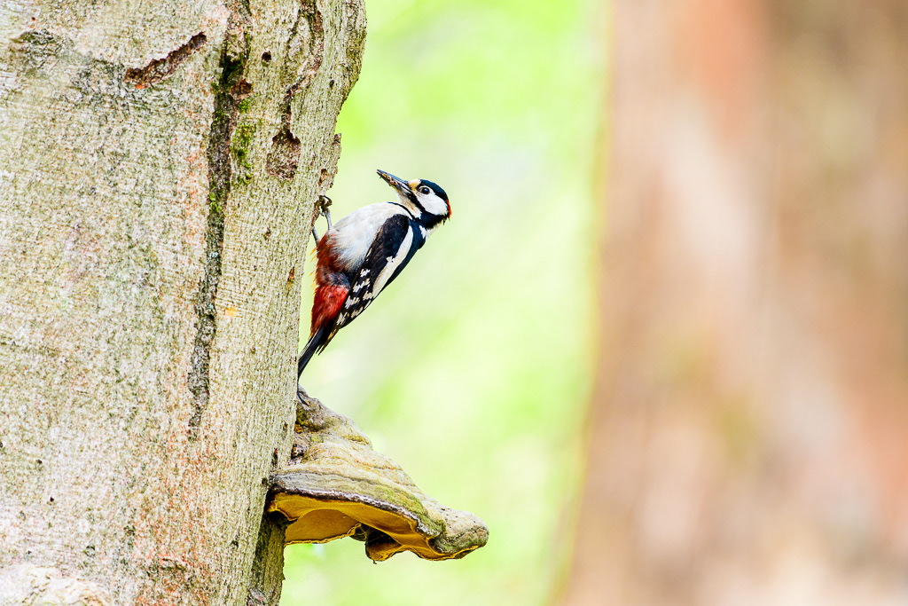 Grote bonte specht (Dendrocopos major)
