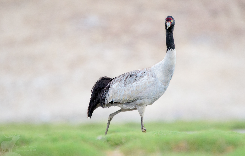 Zwarthalskraanvogel (Grus nigricollis). Changthang Cold Desert Wildlife Sanctuary, juli 2019.