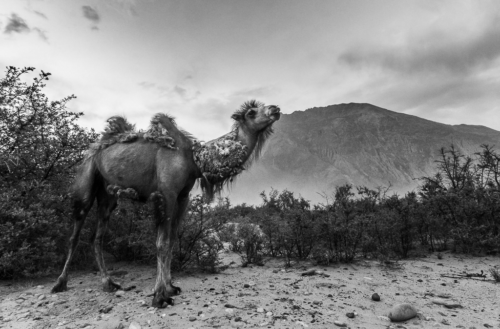 Kameel (Camelus bactrianus). Hunder, juni 2019.