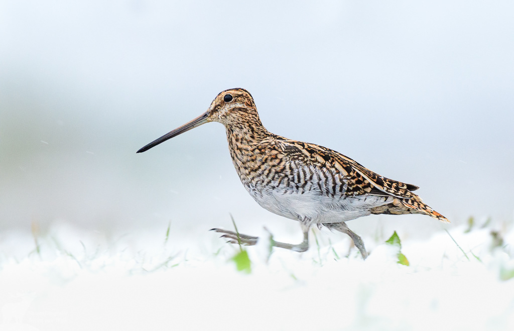 Watersnip (Gallinago gallinago)