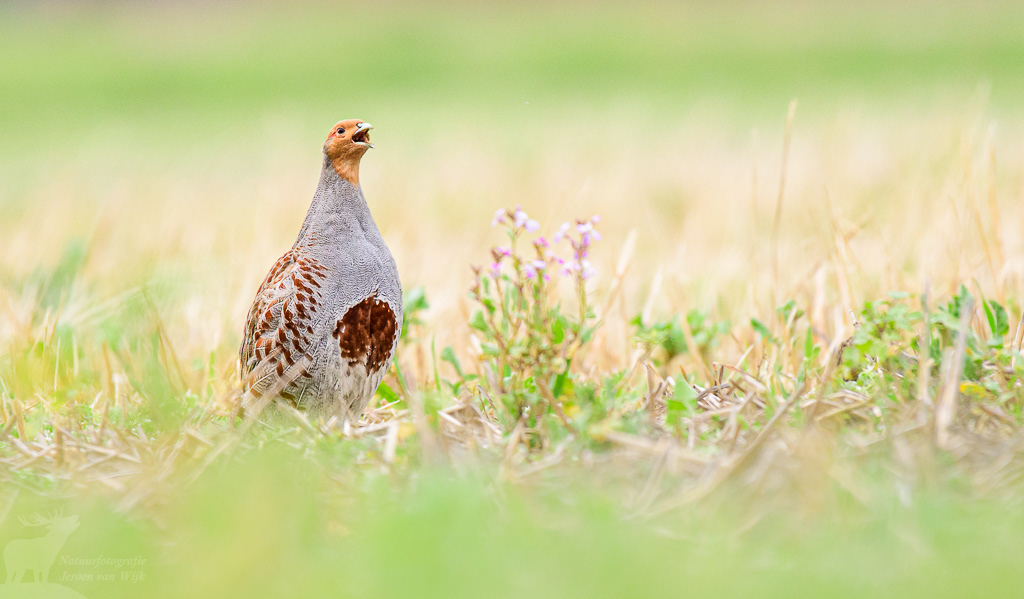 Patrijs (Perdix perdix)