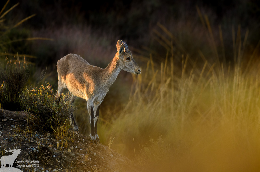 Spaanse steenbok (Capra pyrenaica), Tabernaswoestijn