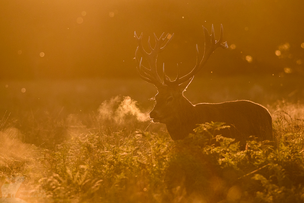 Edelhert (Cervus elaphus), Richmond Park