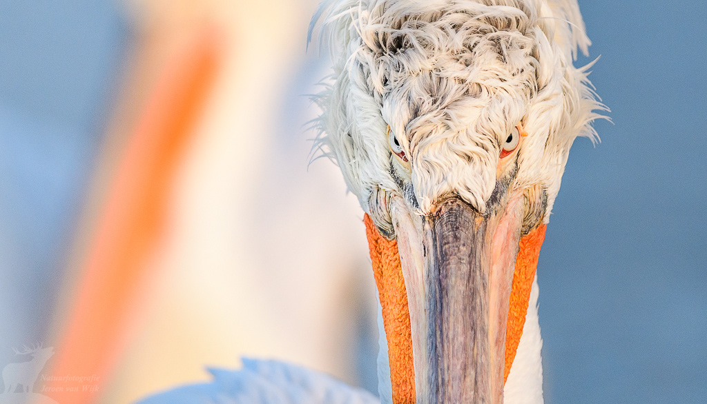 Kroeskoppelikaan (Pelecanus crispus), Kerkini Lake, Griekenland