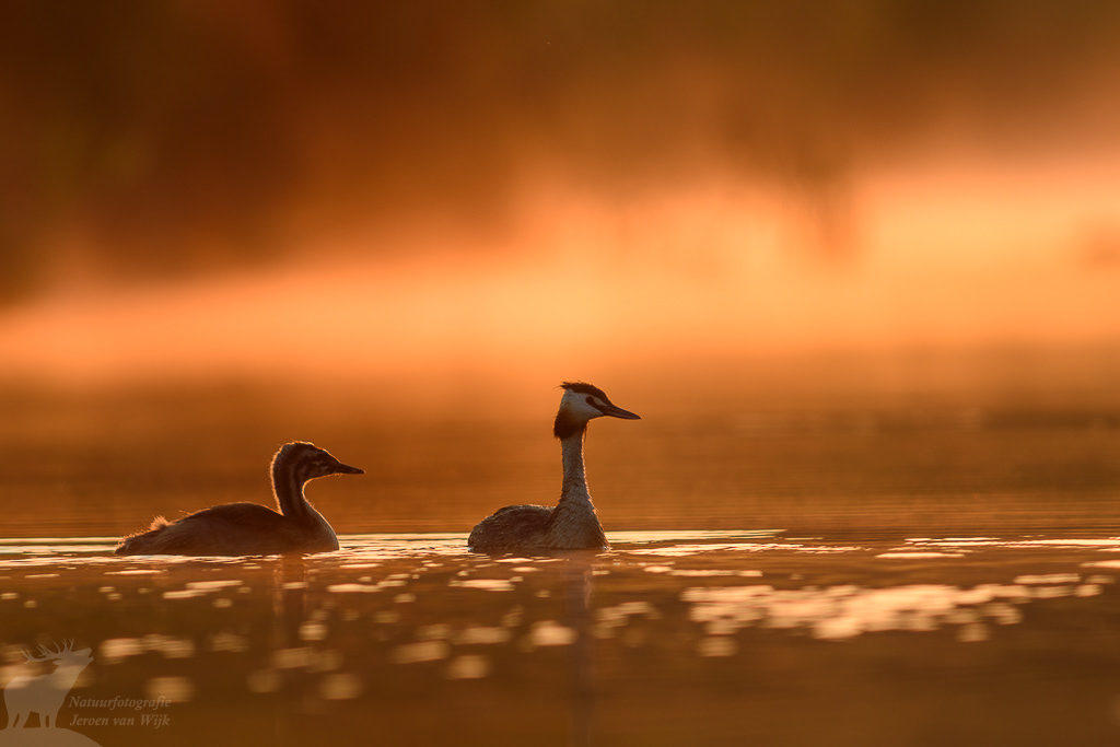 Fuut (Podiceps cristatus)