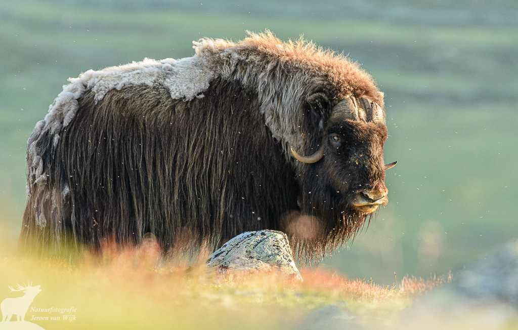Muskusos (Ovibos moschatus), Nationaal park Dovrefjell-Sunndalsfjella, Noorwegen, 2021.