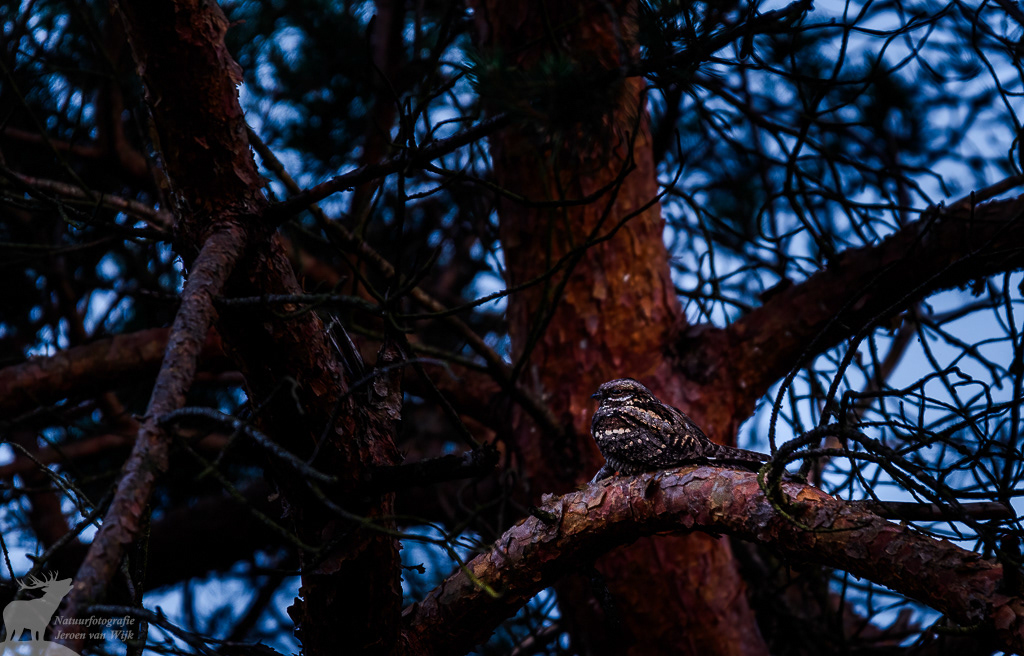 Nachtzwaluw (Caprimulgus europaeus)