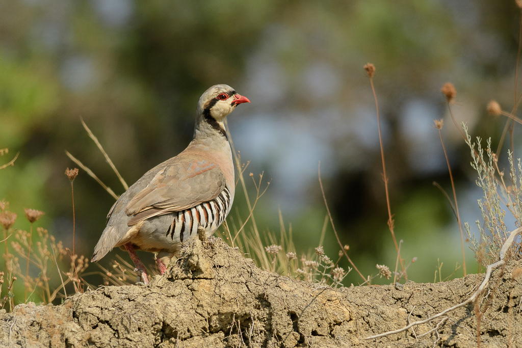 Aziatische steenpatrijs (Alectoris chukar)