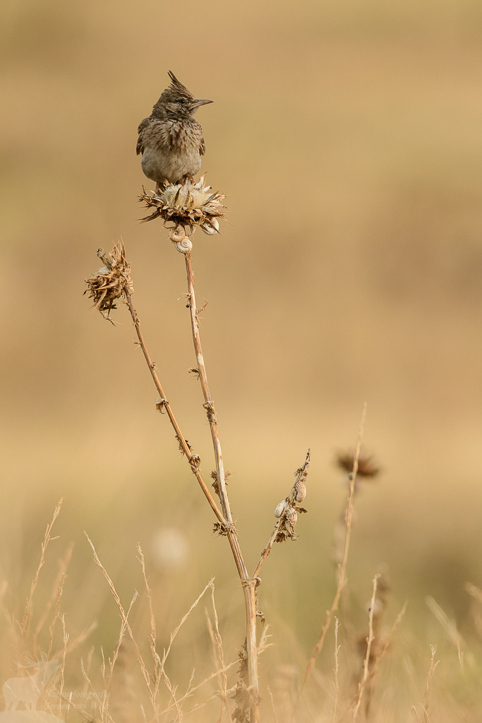 Kuifleeuwerik (Galerida cristata)