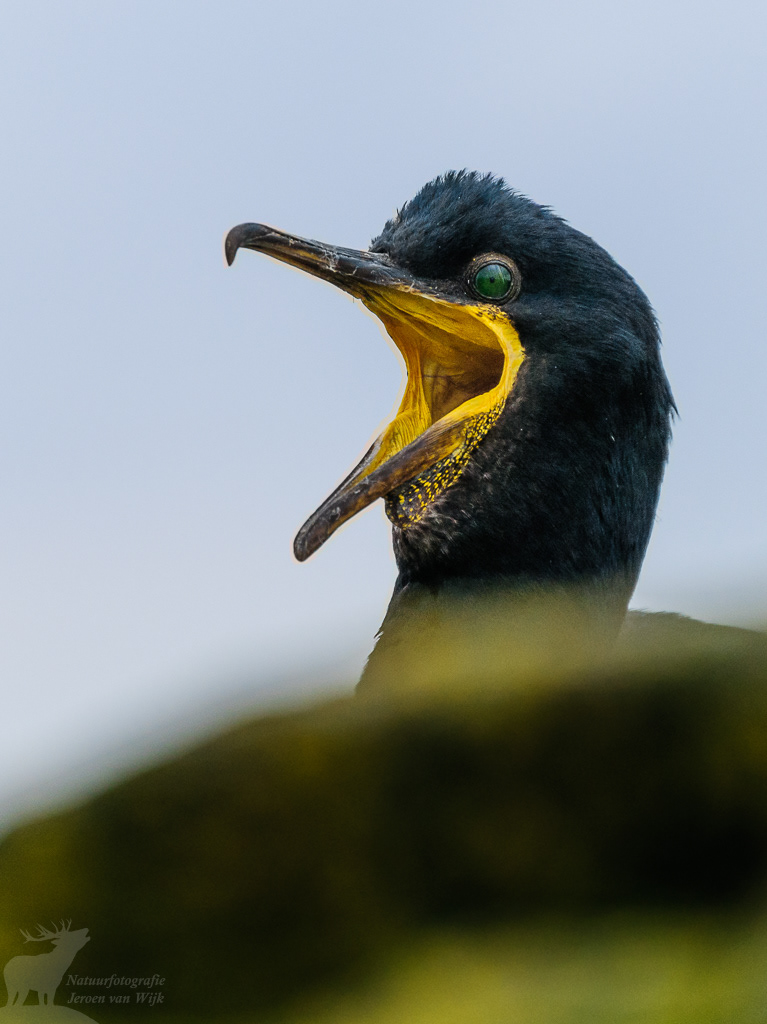 Kuifaalscholver (Phalacrocorax aristotelis)