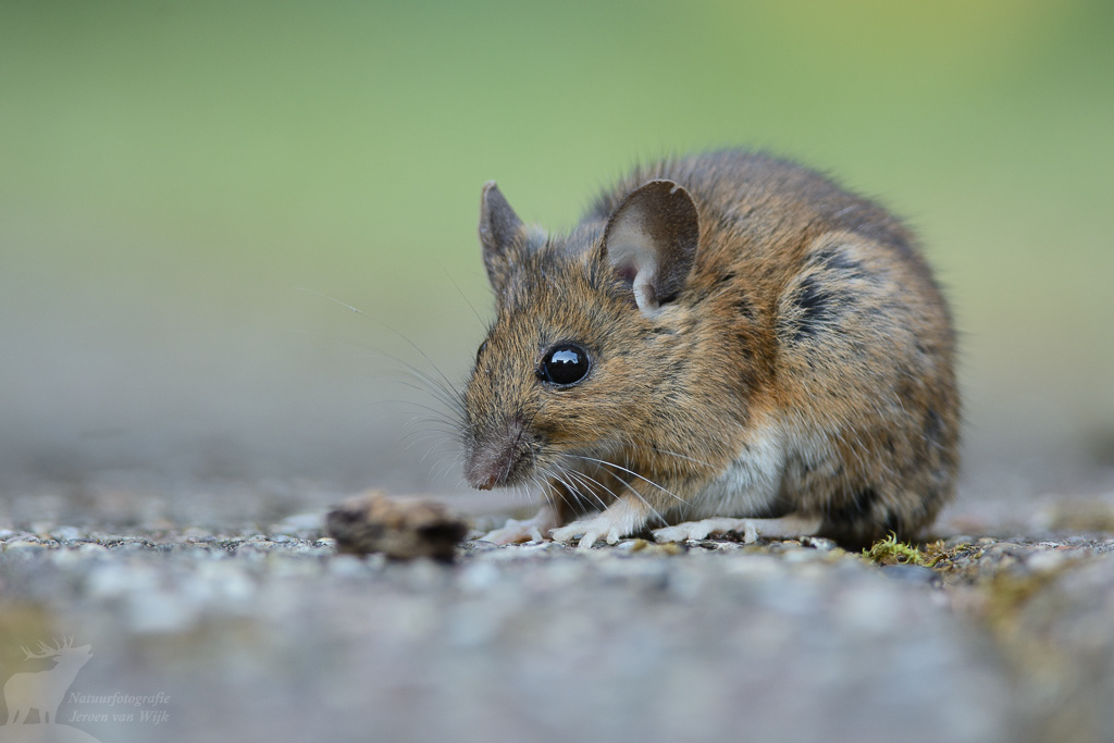 Bosmuis (Apodemus sylvaticus)