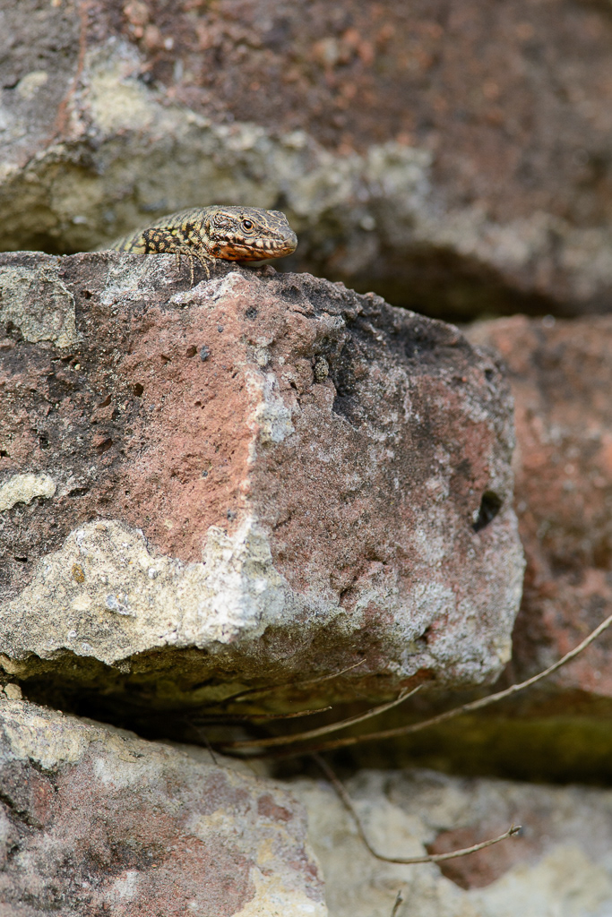 Muurhagedis (Podarcis muralis)